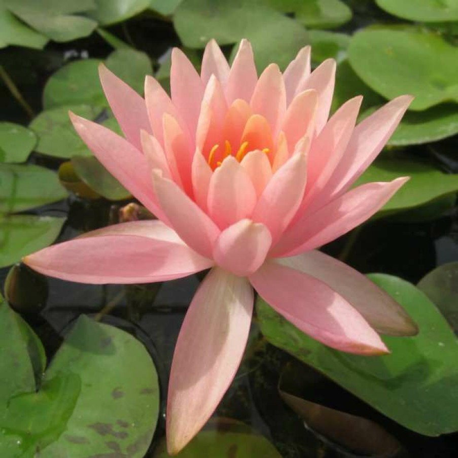 Pond Plants * | Nymphaea 'Colorado' | Water Lily