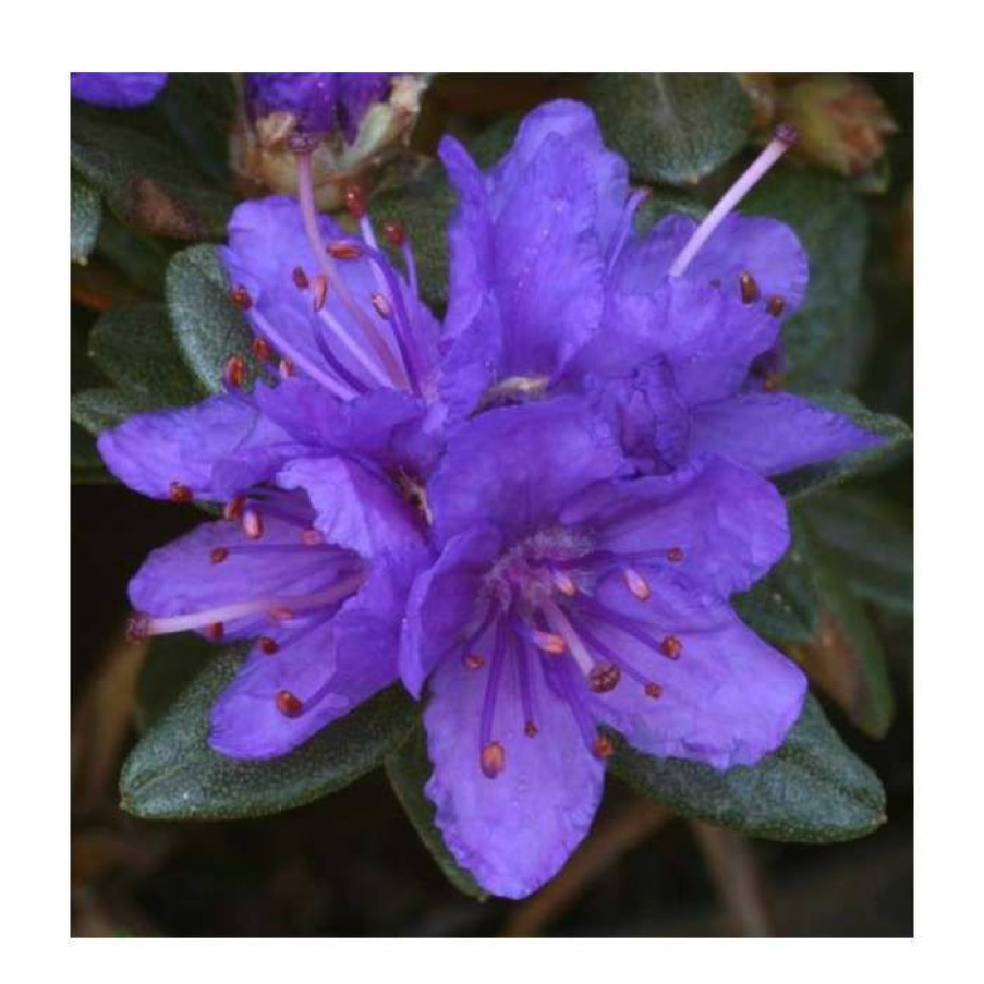 Ornamental Shrubs * | 1Ft Dwarf Rhododendron 'Sacko' | 3L Pot