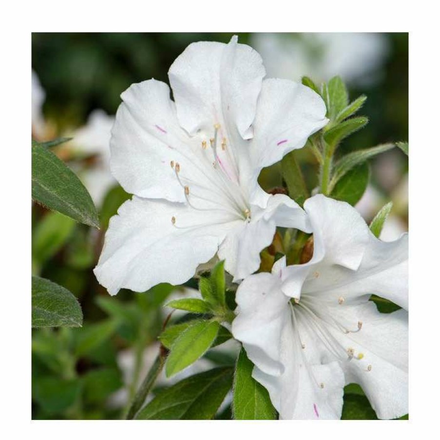 Ornamental Shrubs * | 15Cm White Evergreen Azalea | Rhododendron | 9Cm Pot