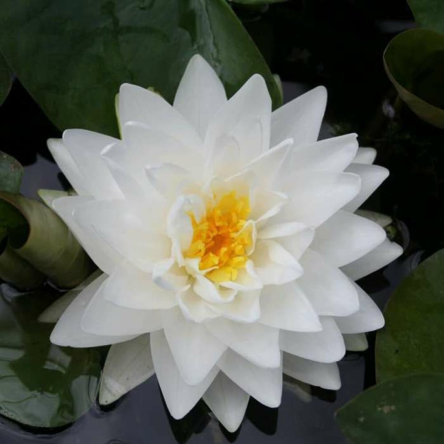 Pond Plants * | Large Double Petal White Water Lily Nymphaea 'Gonnere' 3L Pot