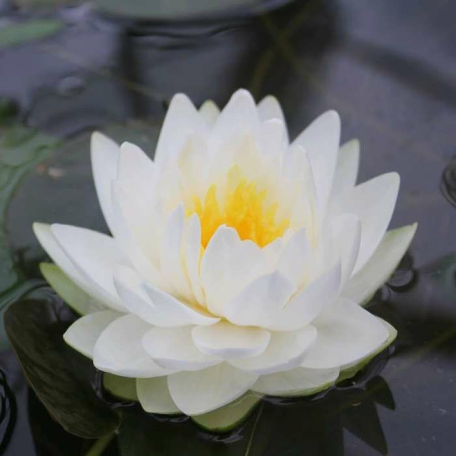 Pond Plants * | Large Double Petal White Water Lily Nymphaea 'Gonnere' 3L Pot