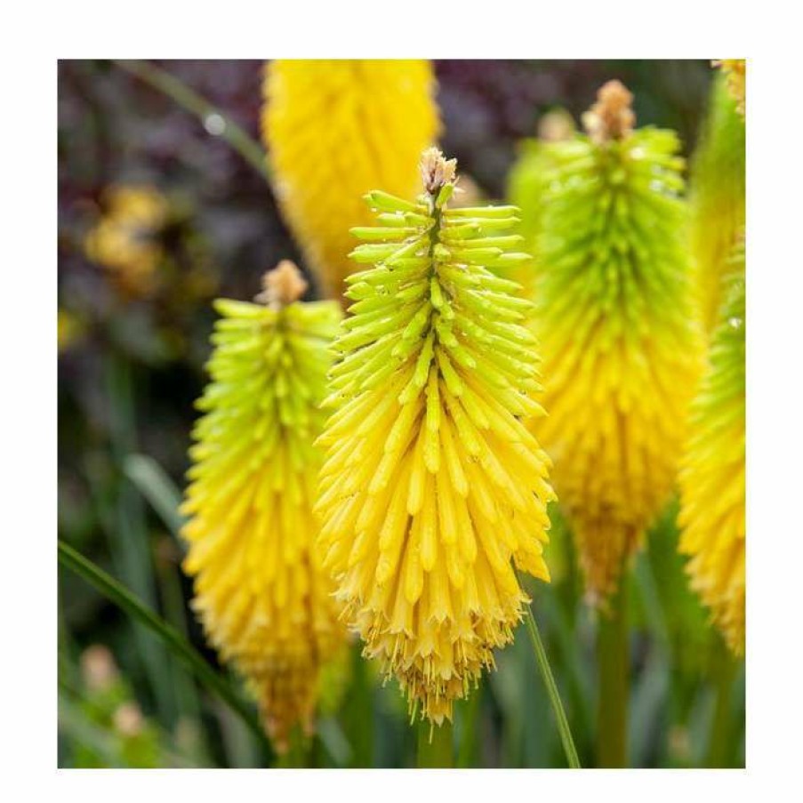 Perennial Plants * | Kniphofia 'Lemon Popsicle' | 3L Pot