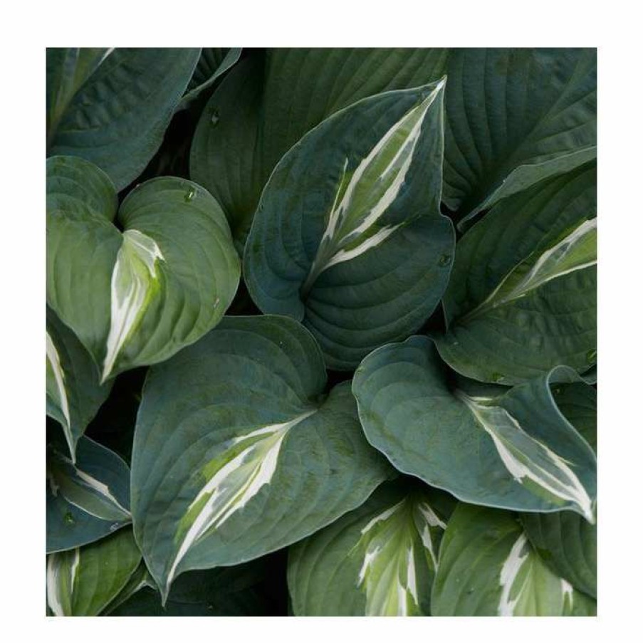 Perennial Plants * | Hosta 'Snake Eyes' | 3L Pot