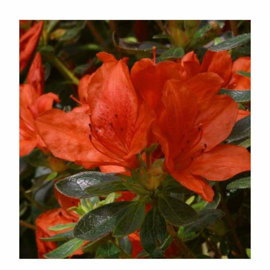 Ornamental Shrubs * | Rhododendron 'Orange King'