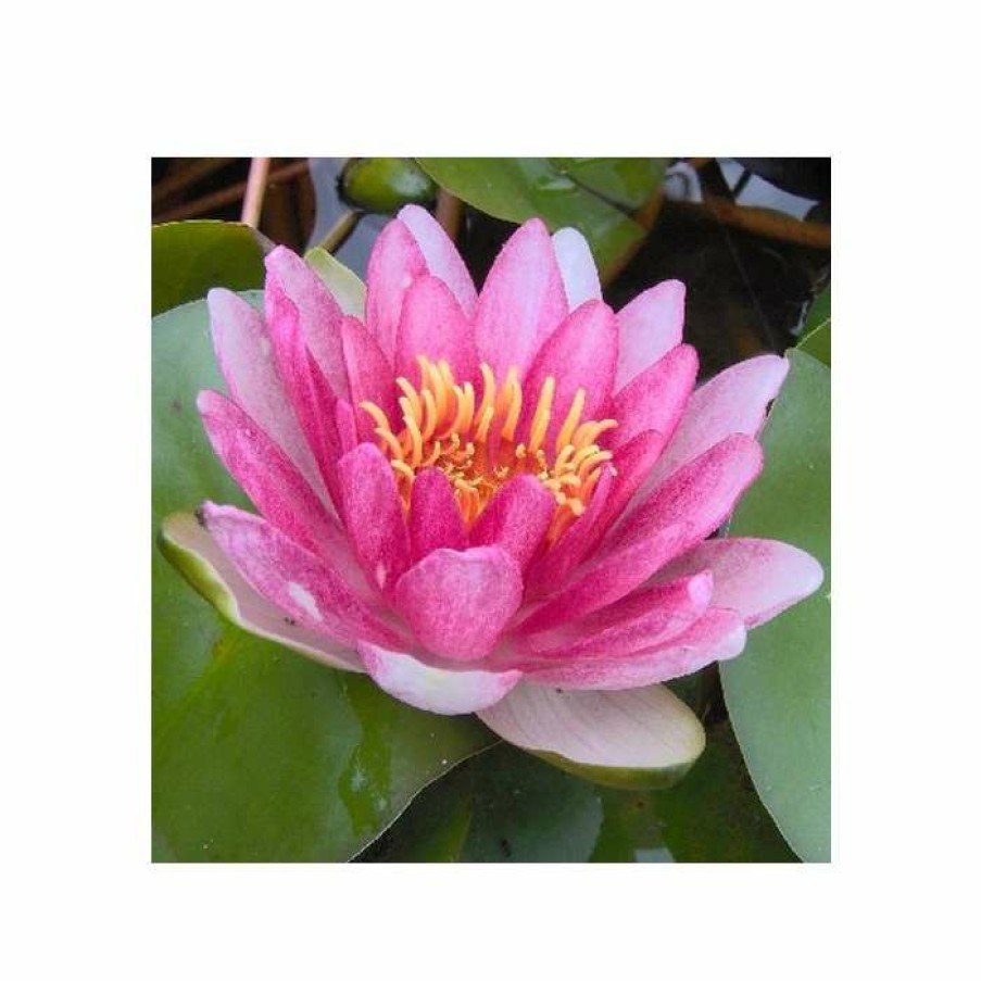 Pond Plants * | Large Water Lily 'Conqueror' Nymphaea 'Conqueror' 3L Pot