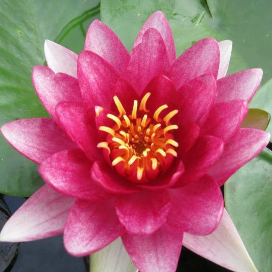 Pond Plants * | Large Water Lily 'Conqueror' Nymphaea 'Conqueror' 3L Pot