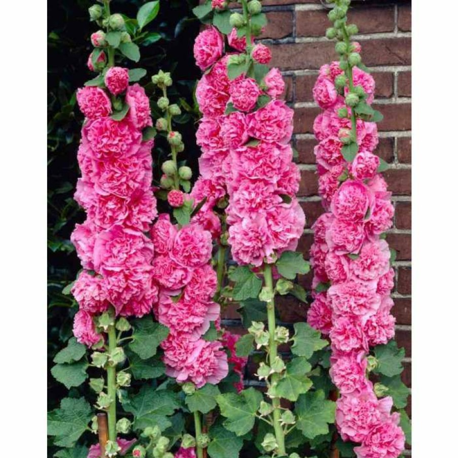 Perennial Plants * | Alcea Rosea 'Chaters Double Rose' | Hollyhock