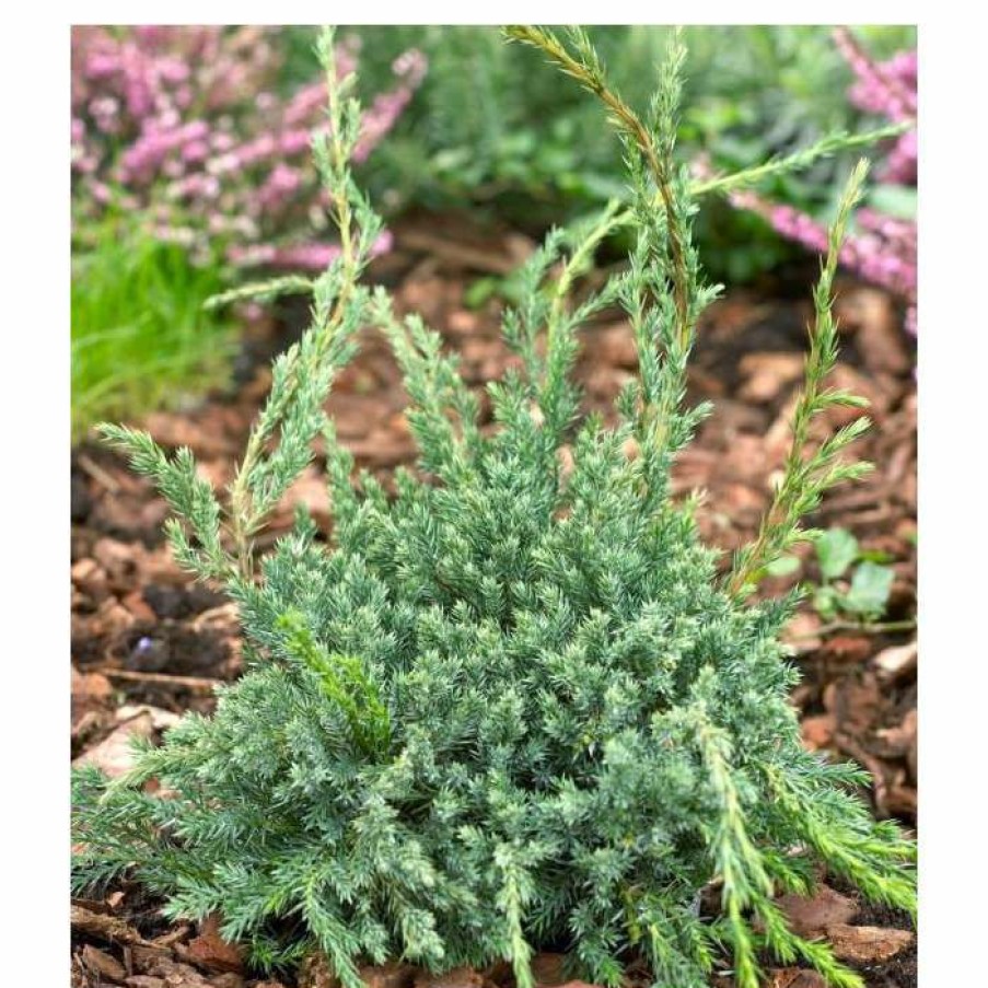 Ornamental Trees * | Juniperus Squamata 'Blue Carpet' | Himalayan Juniper