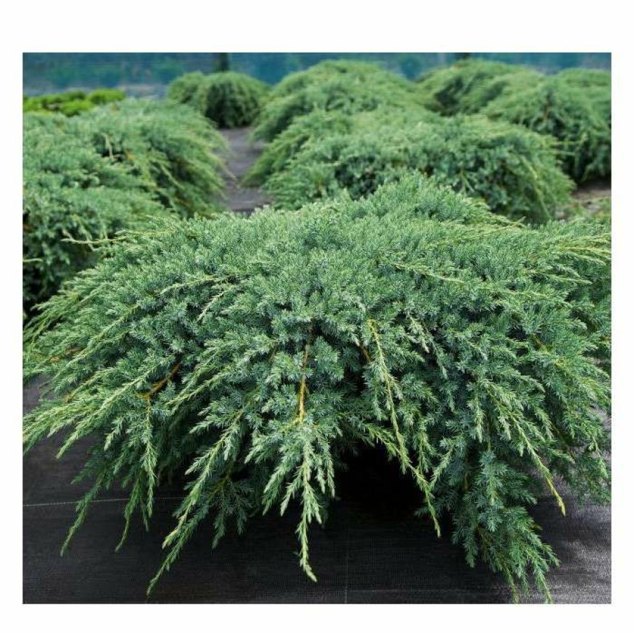 Ornamental Trees * | Juniperus Squamata 'Blue Carpet' | Himalayan Juniper