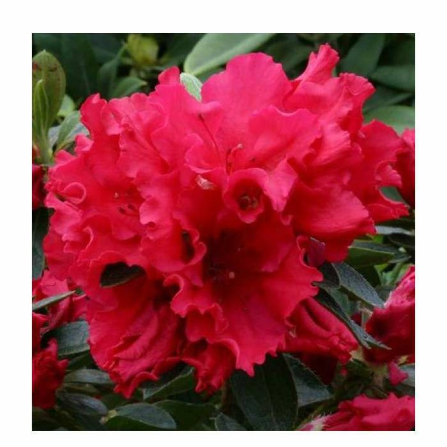 Ornamental Shrubs * | 1Ft Evergreen Azalea 'Red Wing' |3L Pot | Azelea Japonica