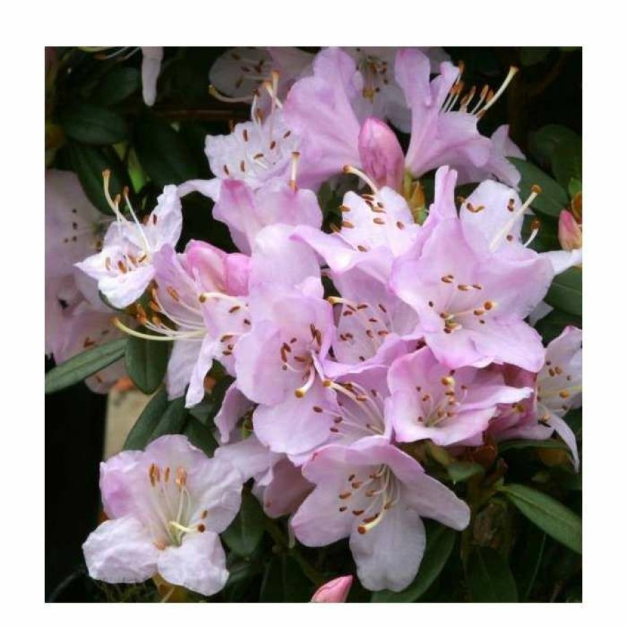 Ornamental Shrubs * | 1Ft Dwarf Rhododenron 'Snipe' | 3L Pot