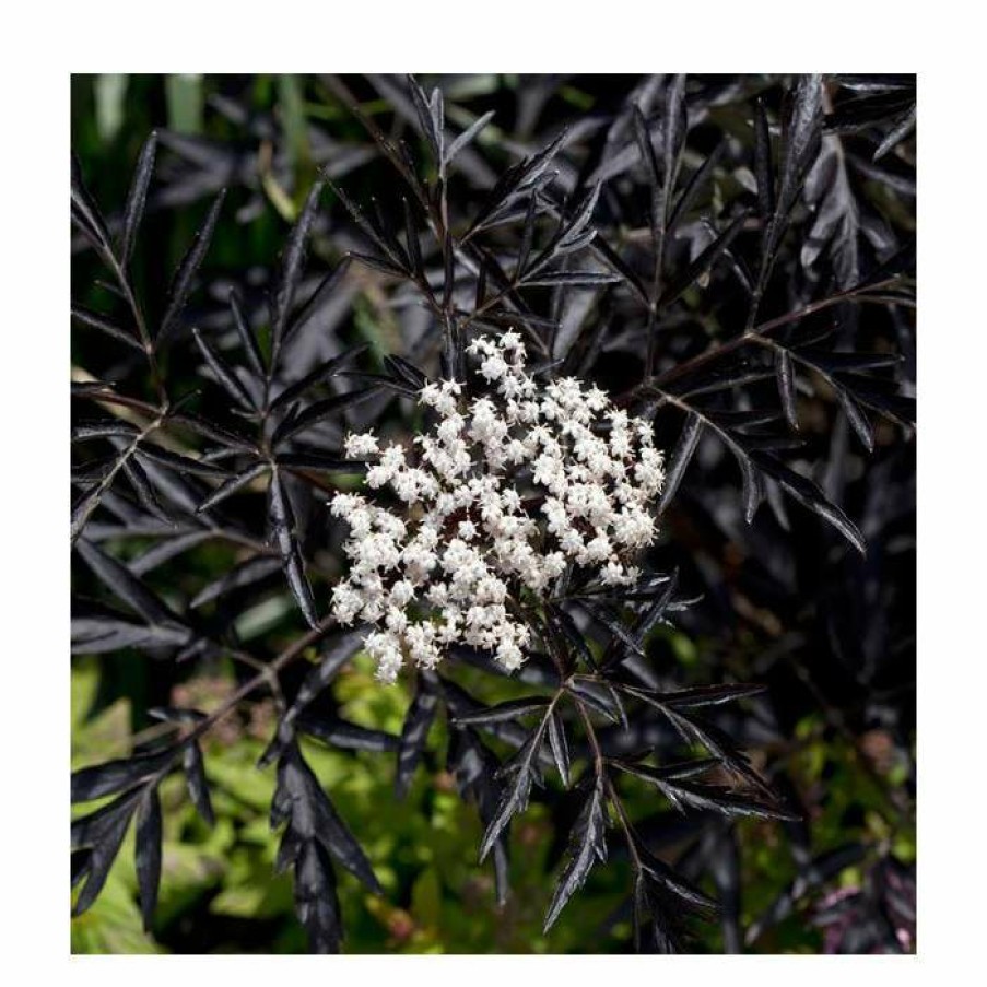 Ornamental Shrubs * | Sambucus Nigra 'Black Lace' | Black Elder