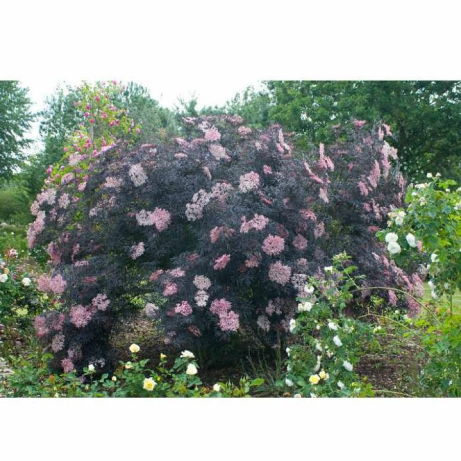 Ornamental Shrubs * | Sambucus Nigra 'Black Lace' | Black Elder