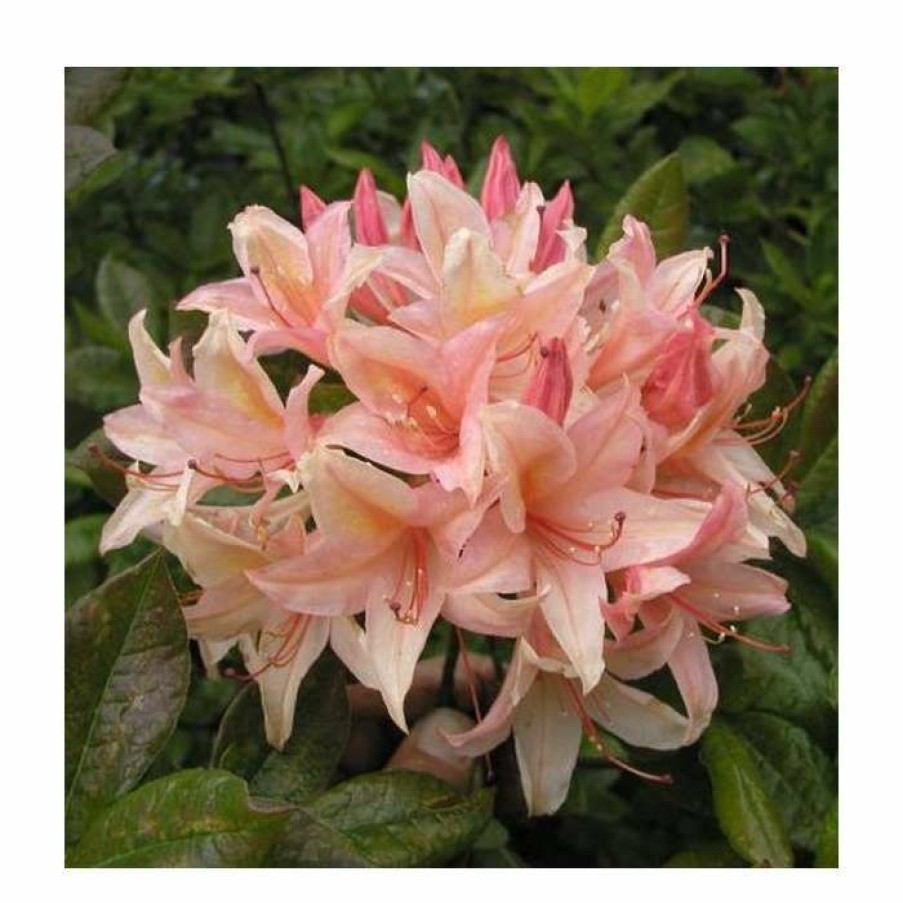 Ornamental Shrubs * | 2Ft Deciduous Azalea 'Chanel' | 5L Pot