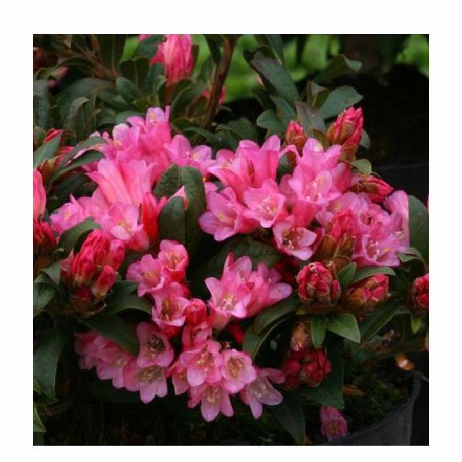 Ornamental Shrubs * | 1Ft Dwarf Rhododendron 'Razorbill' | 3L Pot