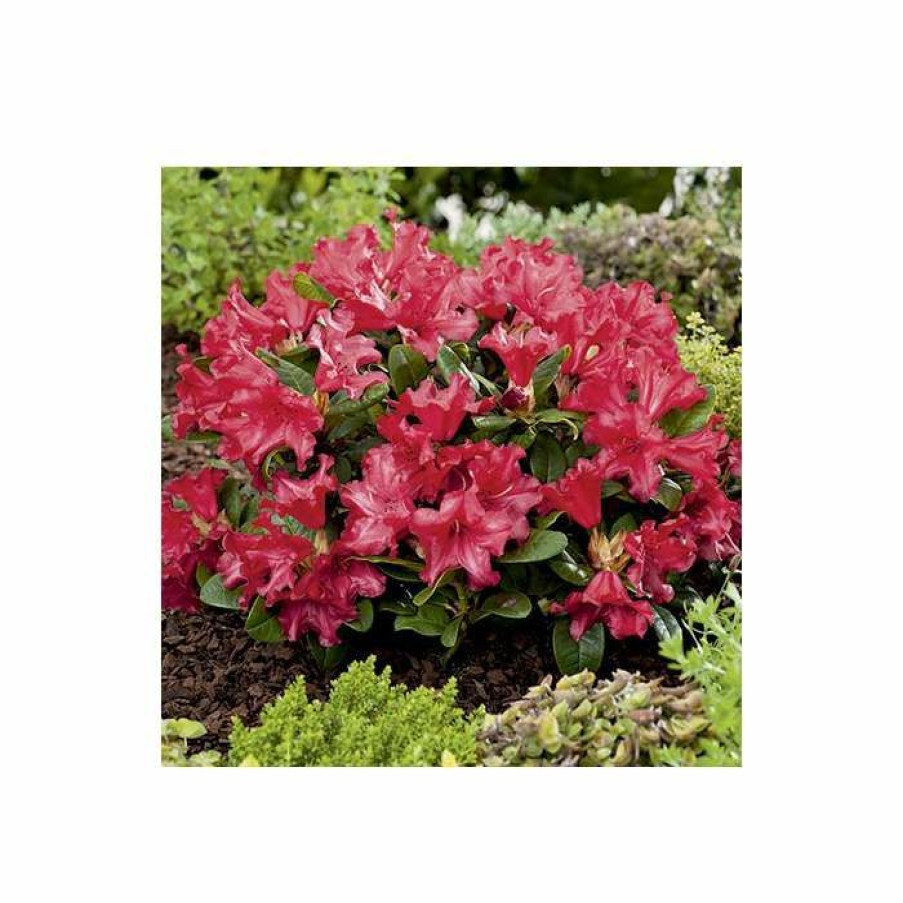 Ornamental Shrubs * | 15Cm Rhododendron 'Scarlet Wonder' | 9Cm Pot